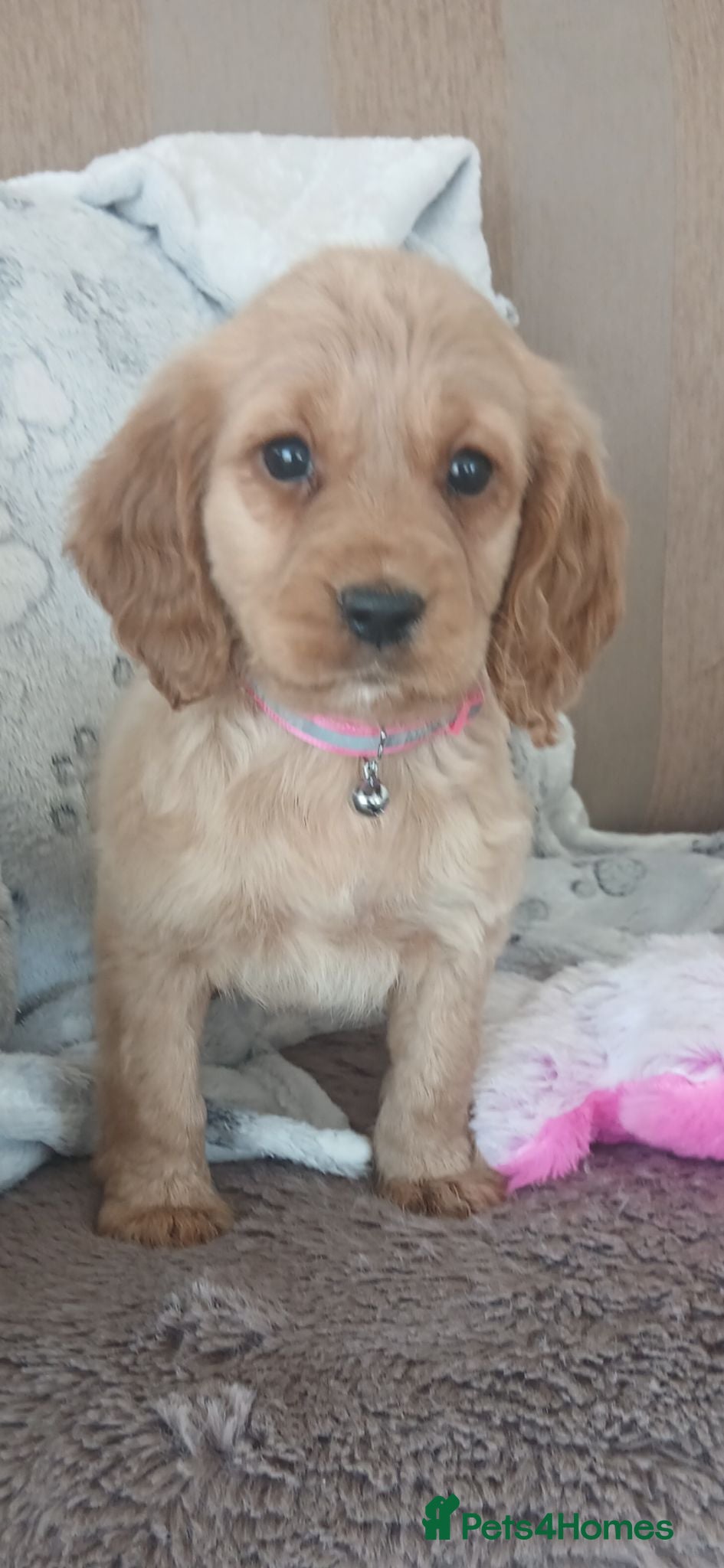 Cocker Spaniel dogs Working cocker spaniels  - Advert 1