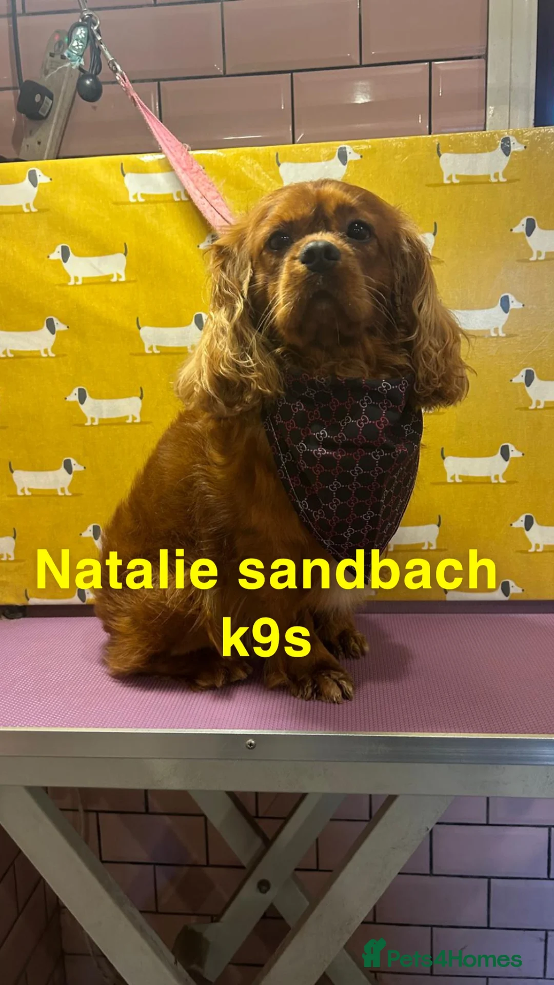 Cavalier King Charles Spaniel dogs for stud: kc Cavalier, King, Charles stud 🐶 in Sandbach - Advert 16
