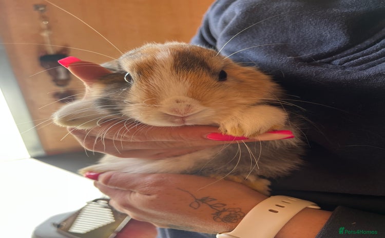 Mini Lop rabbits - Advert 1