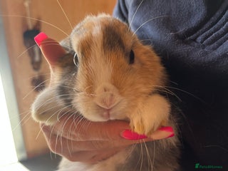 Mini Lop rabbits - Advert 2