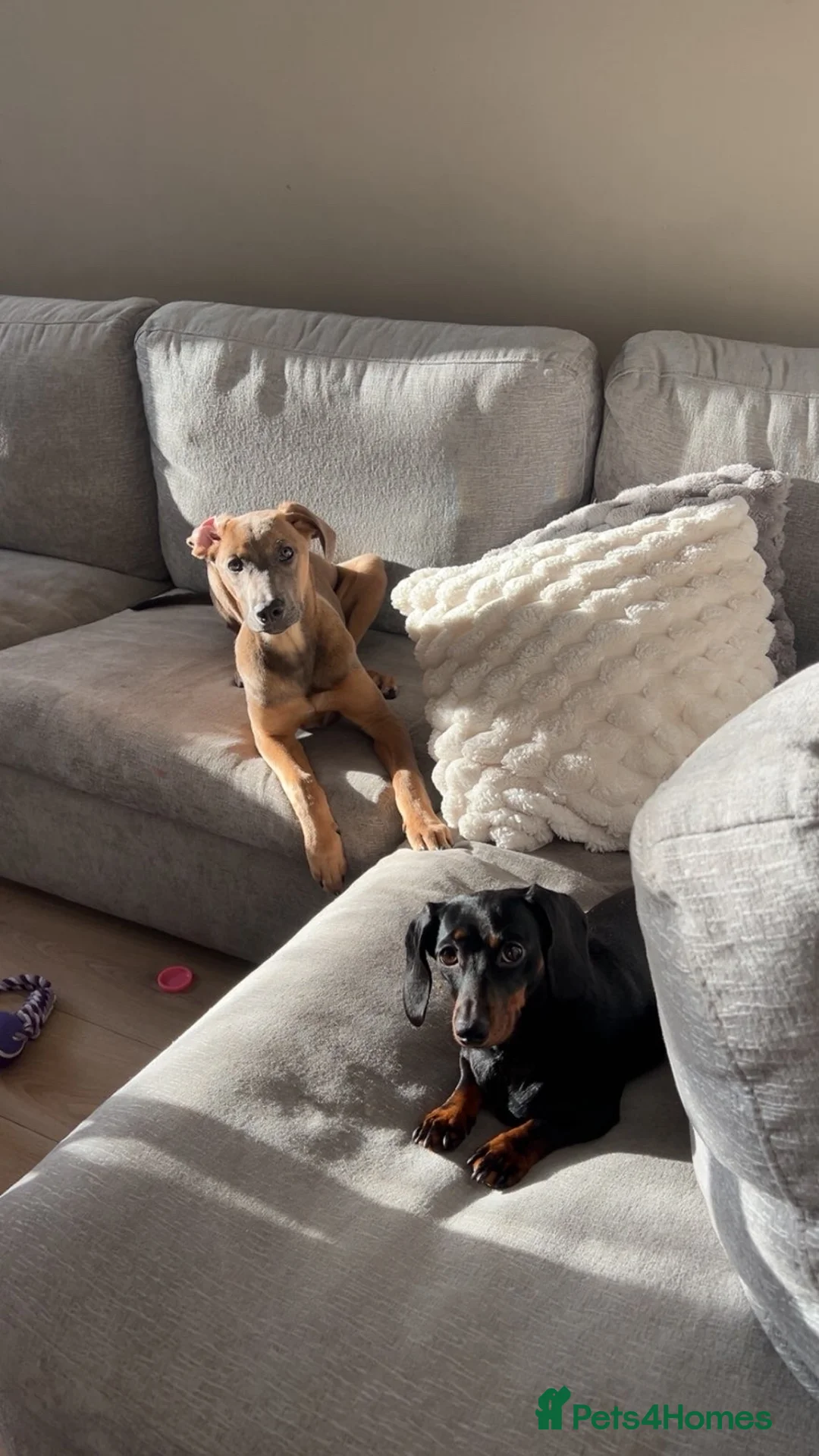 Mixed Breed dogs for sale: 7 month old cane corse / greyhound puppy - Advert 1
