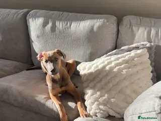 Mixed Breed dogs 7 month old cane corse / greyhound puppy - Advert 16