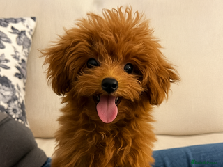 Toy Poodle dogs - Advert 5