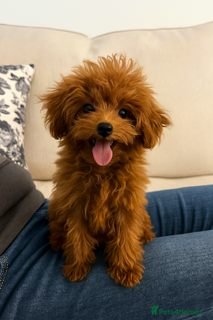 Toy Poodle dogs - Advert 6