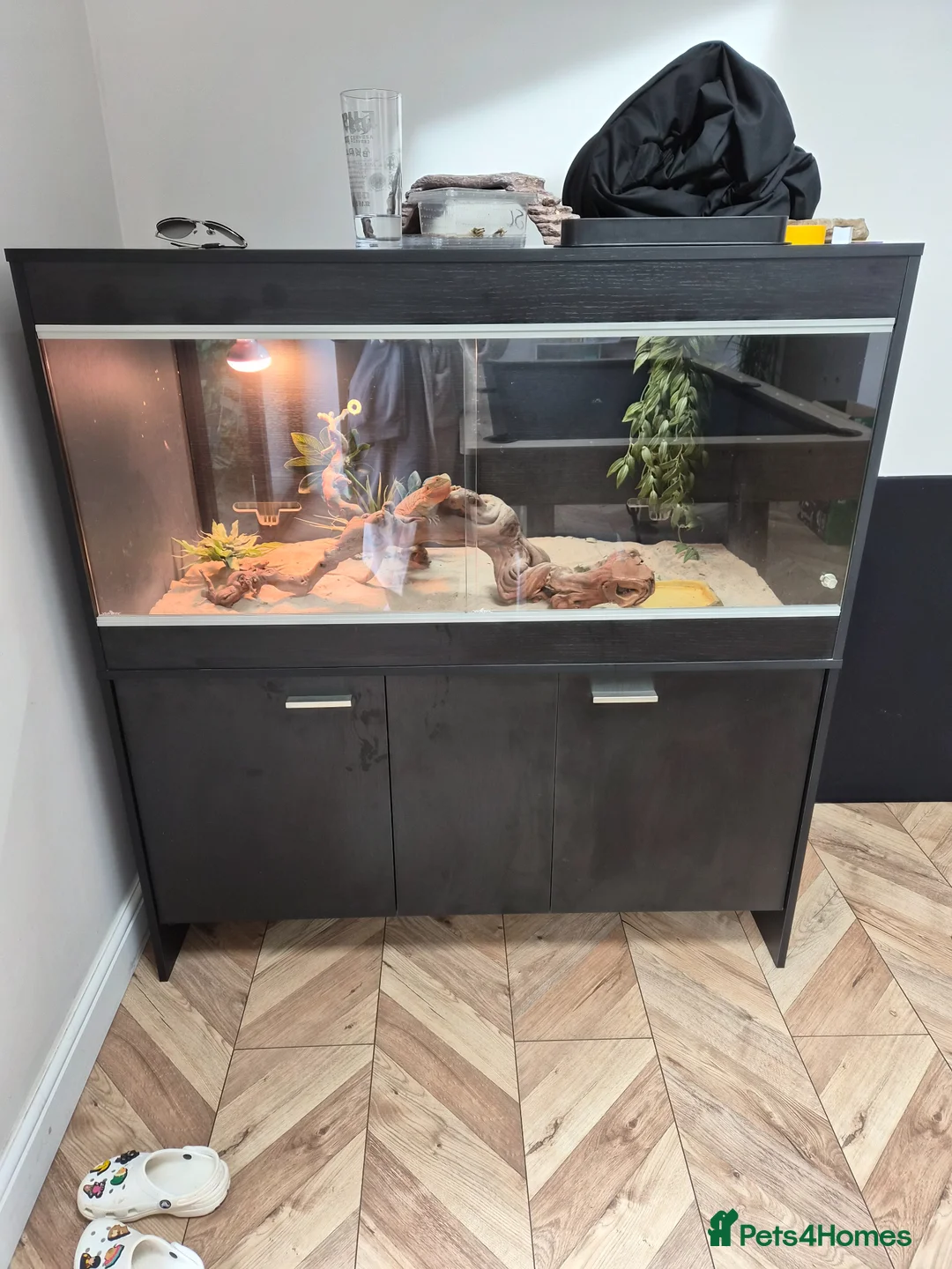 Bearded Dragon reptiles for sale: 2 year old Bearded Dragon in Stockport - Advert 2