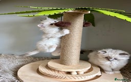 Ragdoll cats for sale: Stunning Ragdoll kitten SHOW/BREEDING -GCCF   - Image 21