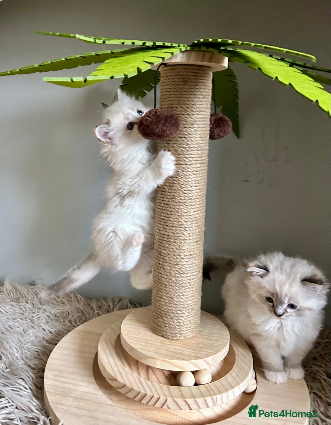 Ragdoll cats for sale: Stunning Ragdoll kitten SHOW/BREEDING -GCCF   - Image 21