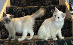 Ragdoll cats for sale: 🐾beautiful pedigree ragdolls  - Image 4