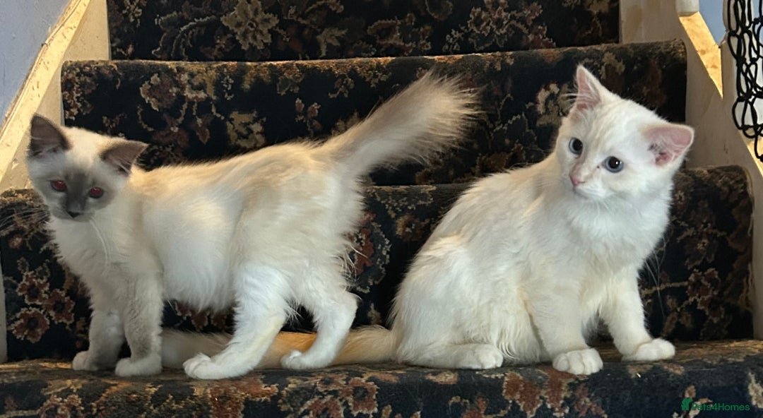 Ragdoll cats for sale: 🐾beautiful pedigree ragdolls  - Image 4