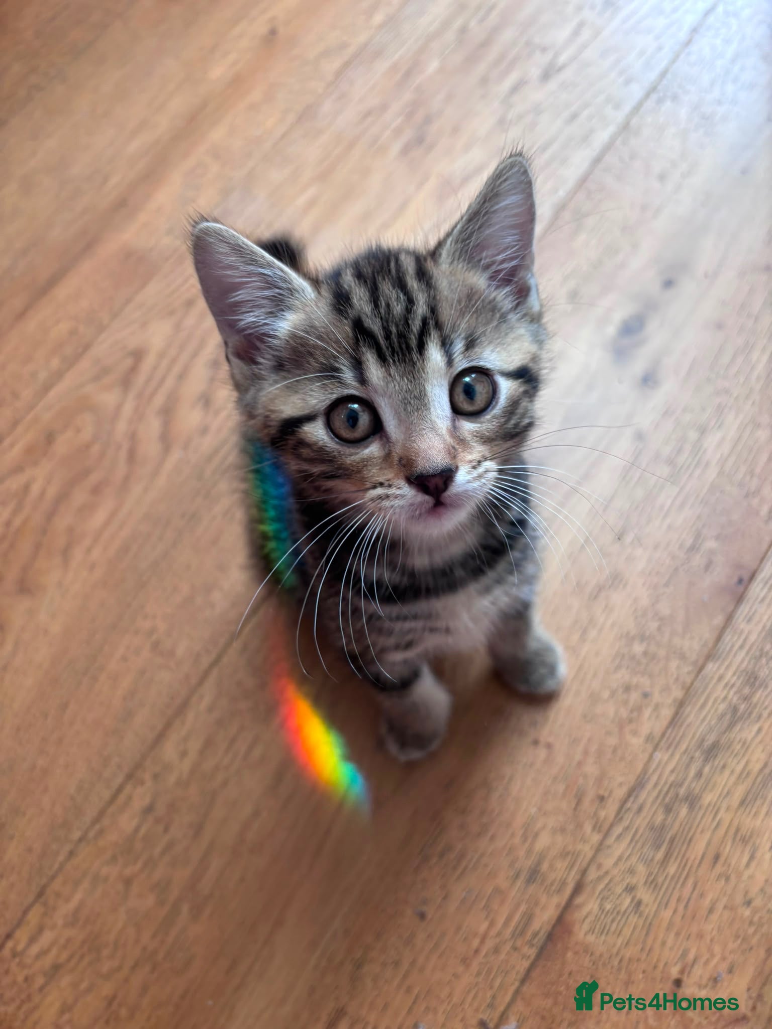 Mixed Breed cats Bengal cross kittens male & female  - Advert 3