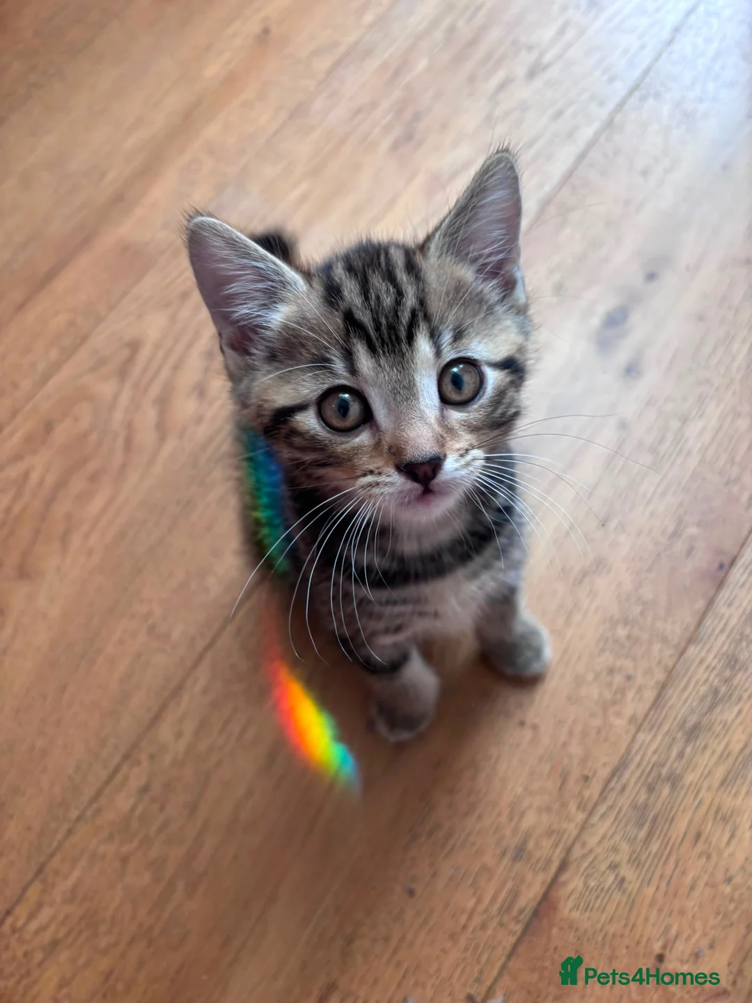 Mixed Breed cats for sale: Bengal cross kittens male & female  - Advert 1