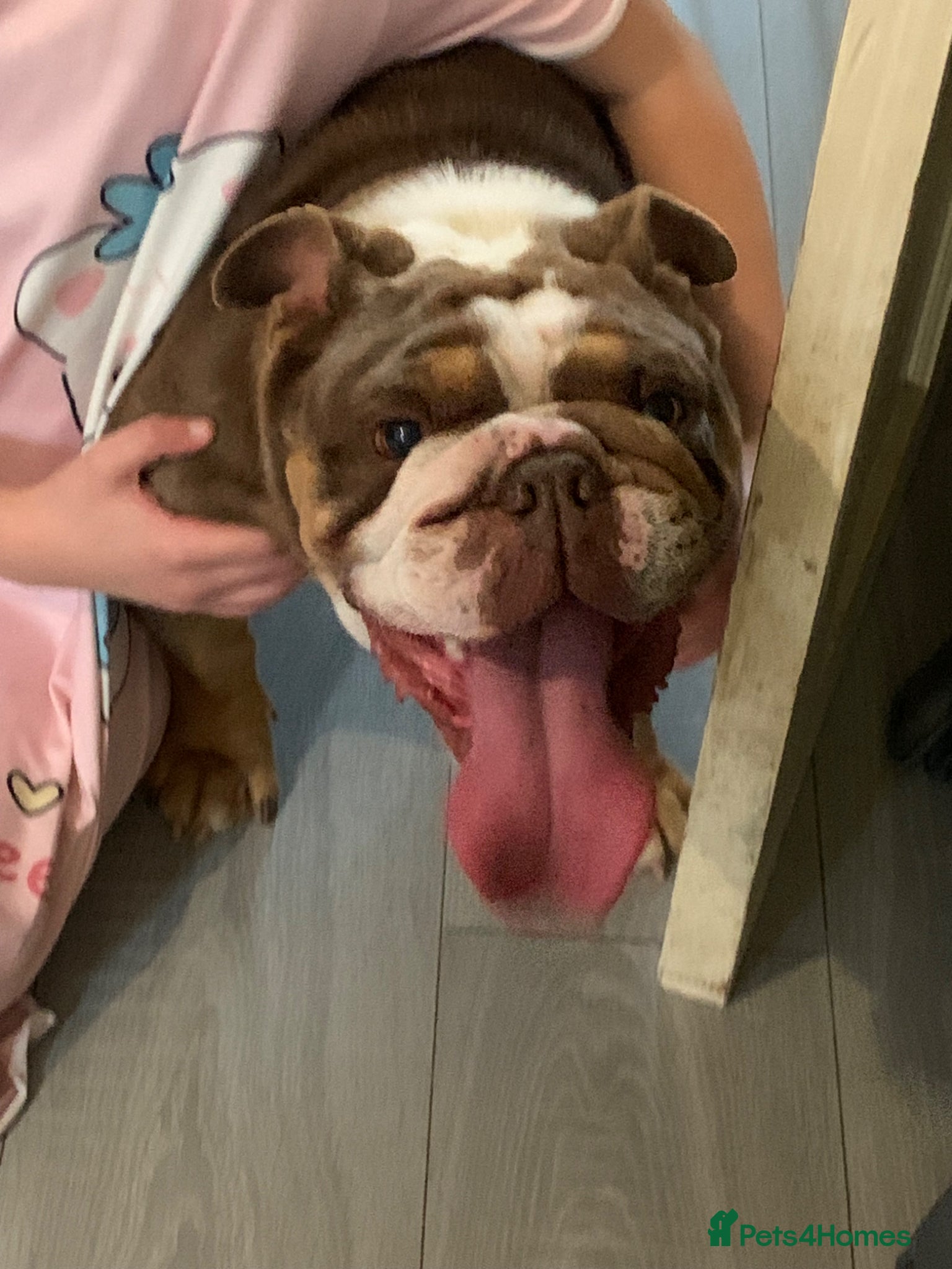 English Bulldog dogs Adult Female English bulldog  - Advert 1