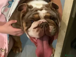 English Bulldog dogs Adult Female English bulldog - Advert 1