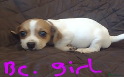 Jack Russell dogs for sale: Beautiful jack Russell puppies  - Image 1
