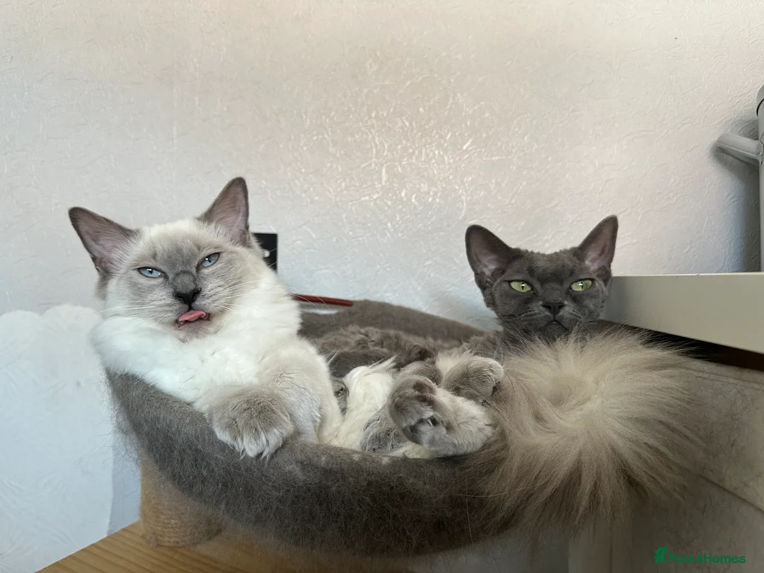Ragdoll cats for sale: Must go together - 2 best friend female cats - Advert 1