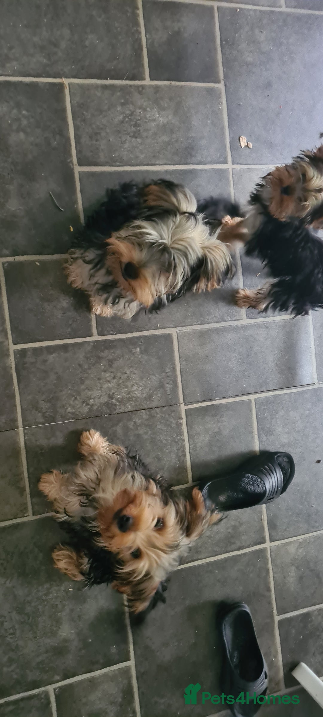 Yorkshire Terrier dogs for sale: Beautiful natured Yorkshire Terrier - Image 6