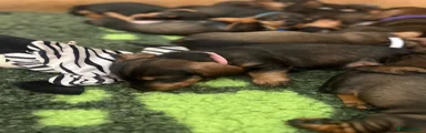 Dachshund 10