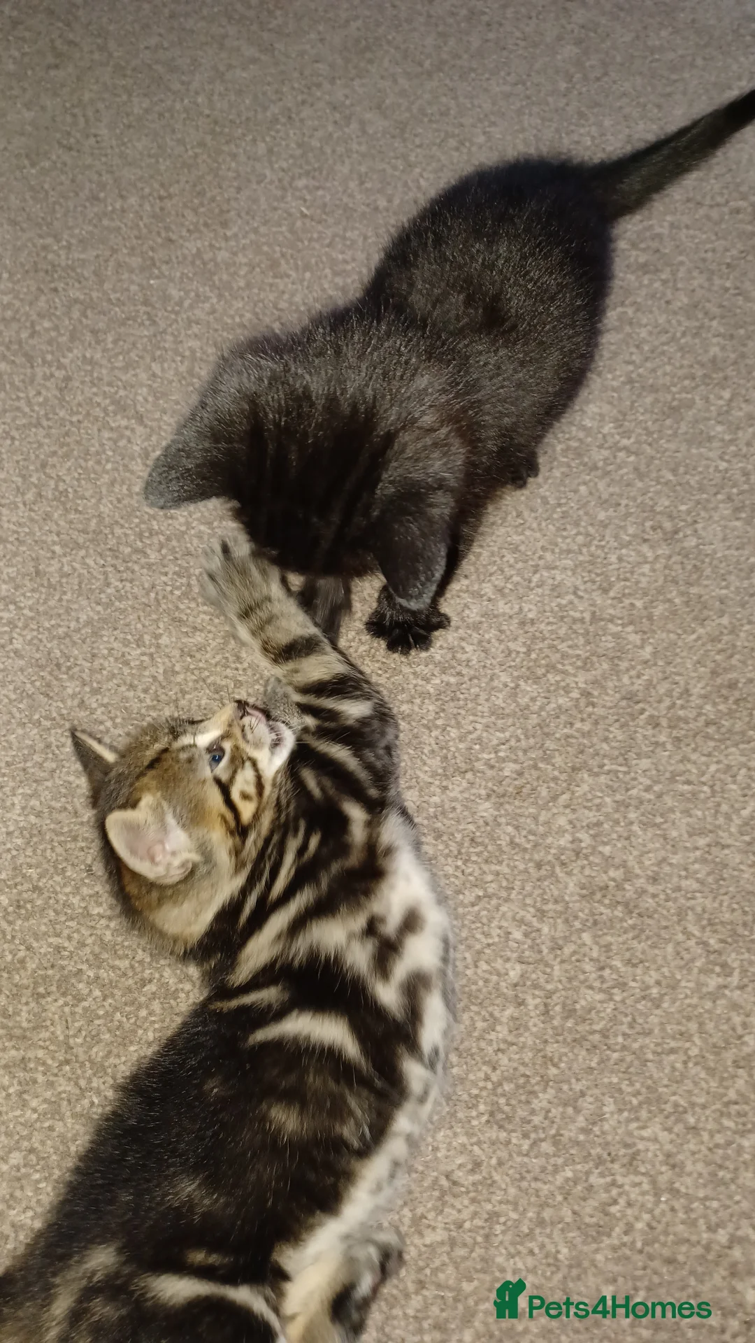 Mixed Breed cats for sale: 2 Kittens to be rehomed - Advert 2