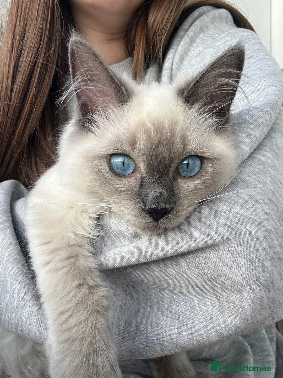 Ragdoll cats for sale: Male & Female Ragdolls for sale  - Advert 11