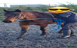 Welsh Section D horses for sale: Bartonhouse charlotte(charlie)15.1 welsh part bred - Image 4