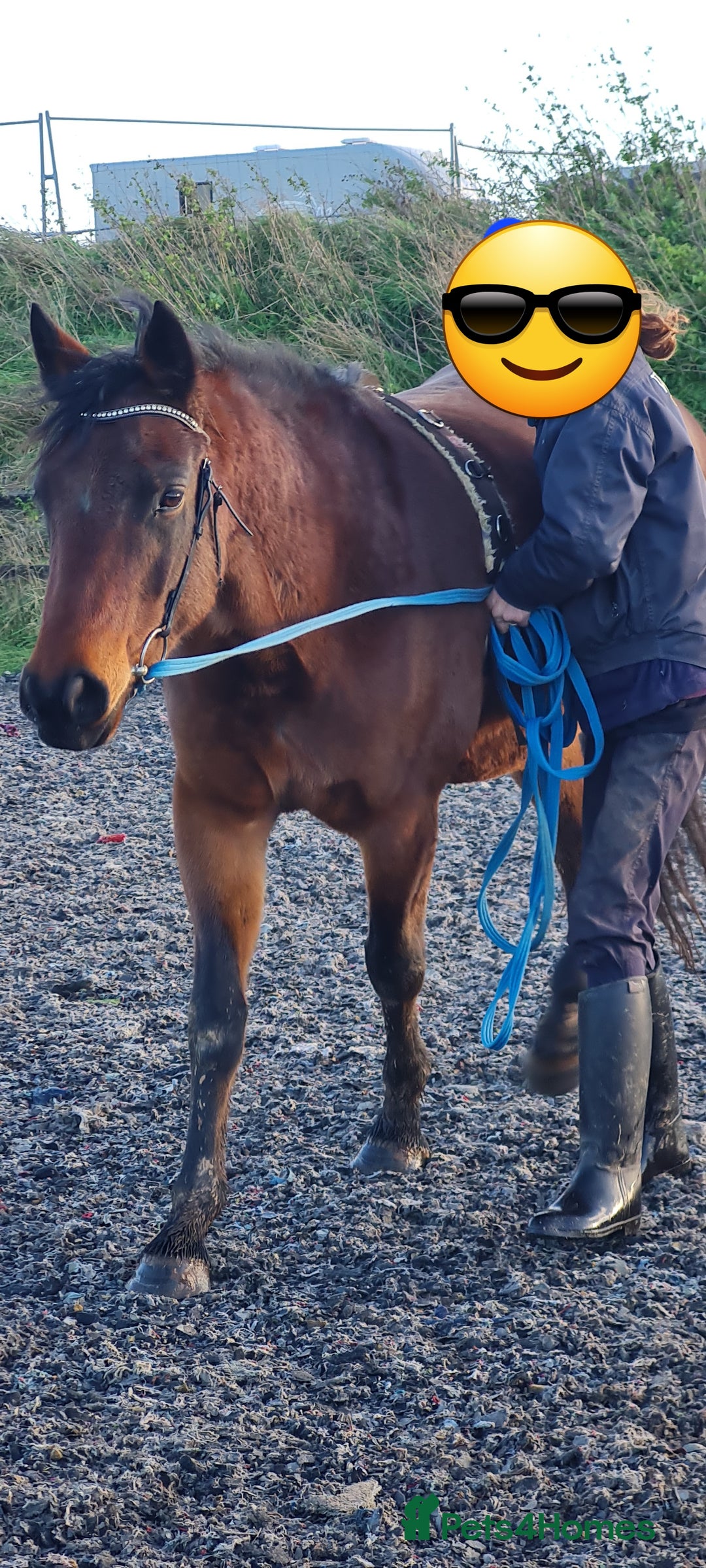Welsh Section D horses for sale: Bartonhouse charlotte(charlie)15.1 welsh part bred - Image 4