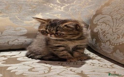 Exotic cats for sale: Super high quality Exotics - TICA reg pedigree - Image 13