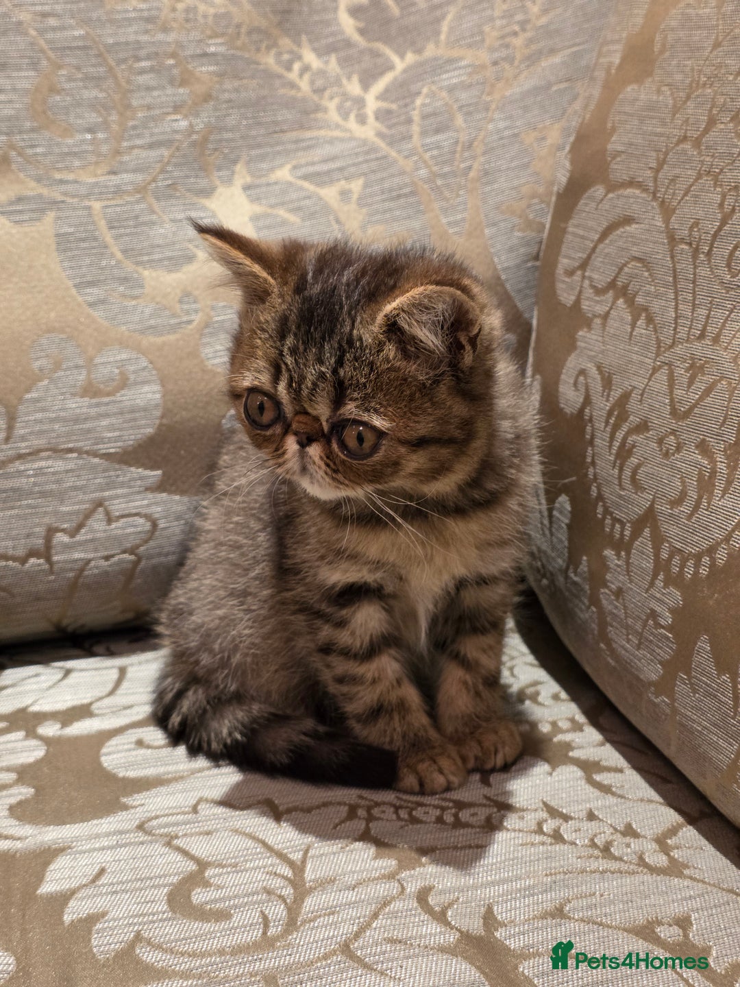 Exotic cats for sale: Super high quality Exotics - TICA reg pedigree - Image 13