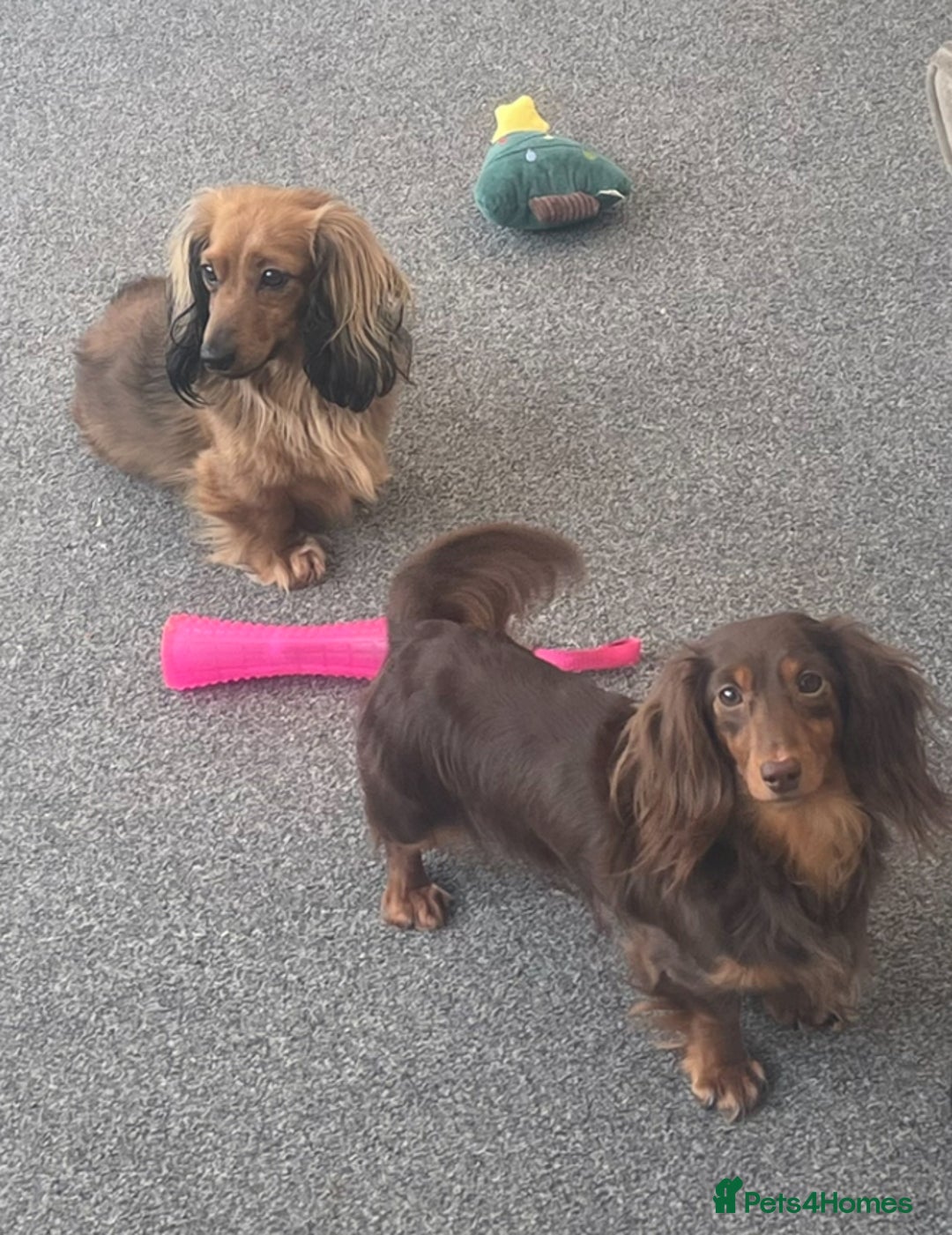 Miniature Dachshund dogs for sale: Top Show Quality KC Miniature Dachshund Puppies - Image 16