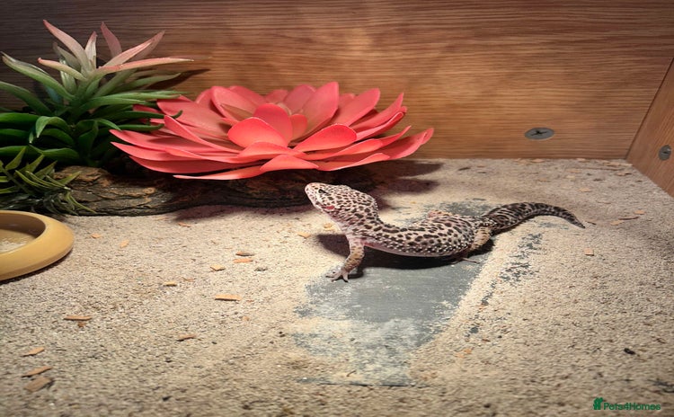 Gecko reptiles - Advert 11