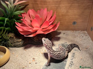 Gecko reptiles - Advert 19