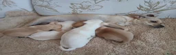 Chihuahua dogs for sale: Chihuahua Puppies  - Advert 2