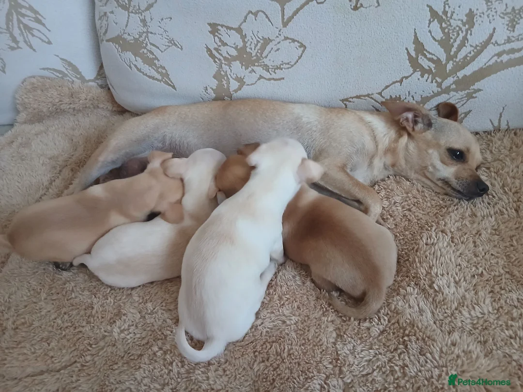 Chihuahua dogs for sale: Chihuahua Puppies  - Advert 2