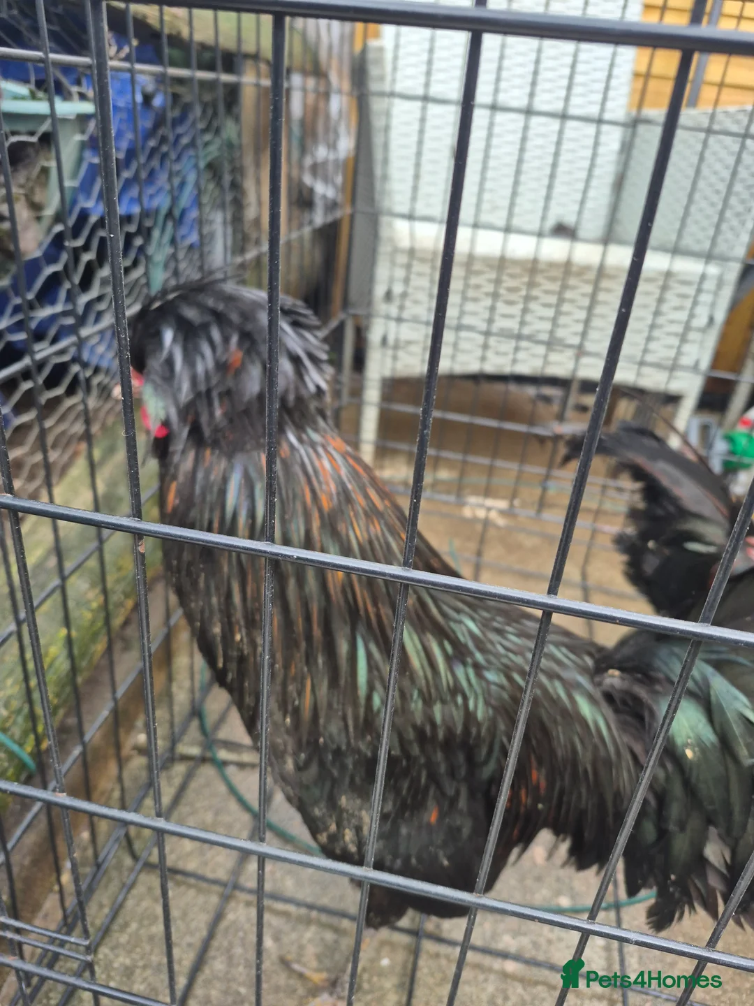 Chickens poultry for sale: 2 polish bantam Roosters  - Advert 4
