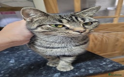 British Shorthair cats for sale: 2 year old sociable cat needs new home - Advert 2