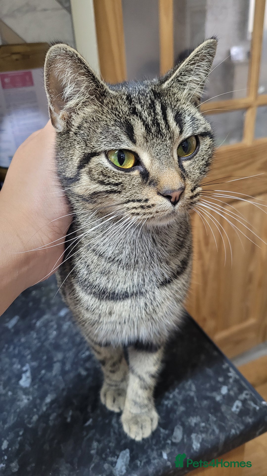 British Shorthair cats for sale: 2 year old sociable cat needs new home - Advert 2