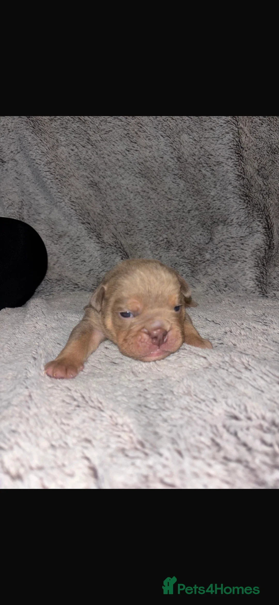 English Bulldog dogs for sale: Stunning pups  - Advert 8