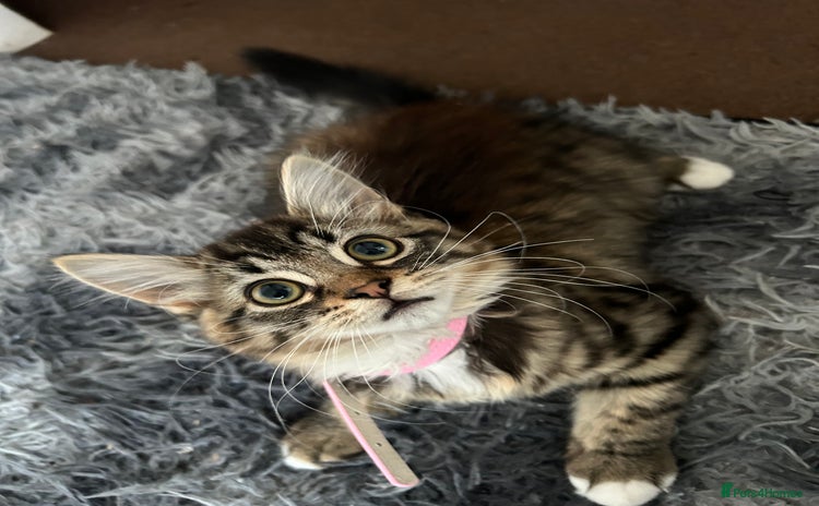 Mixed Breed cats - Advert 11
