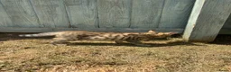 Mixed Breed cats for sale: One left bengal cross boy ready now  - Advert 6