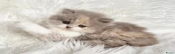 British Shorthair cats for sale: Gorgeous British longhair so loving - Advert 8