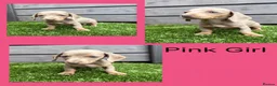 Miniature Dachshund dogs for sale: Miniture dachshunds  - Advert 3