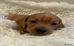 Miniature Dachshund dogs for sale: Beautiful miniature Dachshund puppies  - Image 4