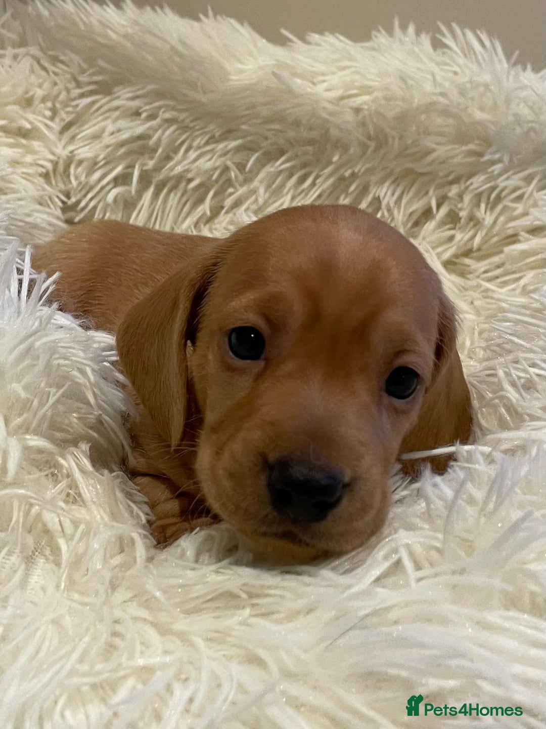 Miniature Dachshund dogs for sale: Beautiful miniature Dachshund puppies  - Image 4