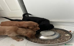 Cocker Spaniel dogs for sale: Our last pup ready to go!  - Image 4