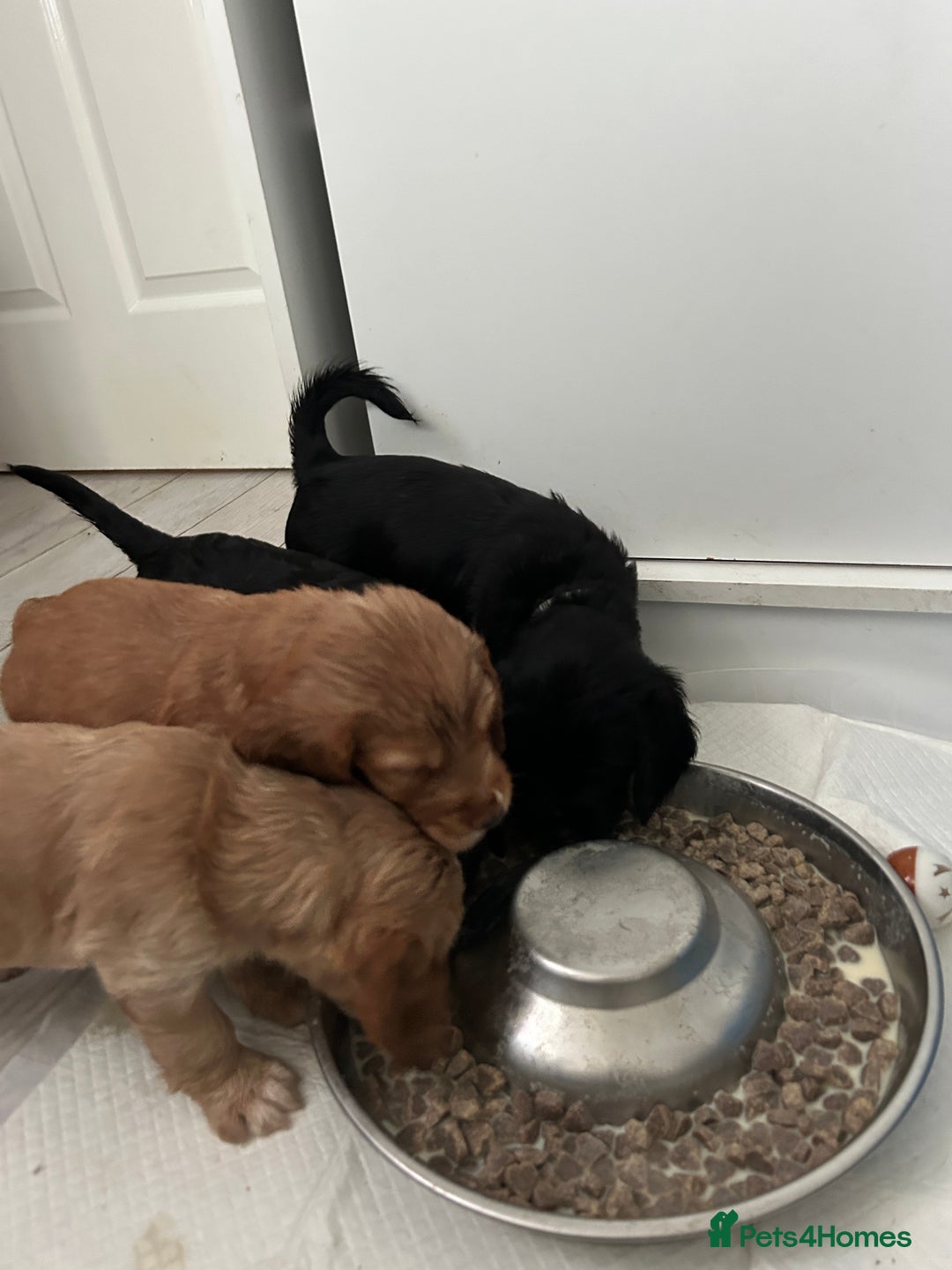 Cocker Spaniel dogs for sale: Our last pup ready to go!  - Image 4