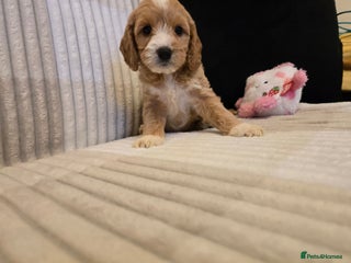 Goldendoodle dogs Goldendoodles - Advert 3