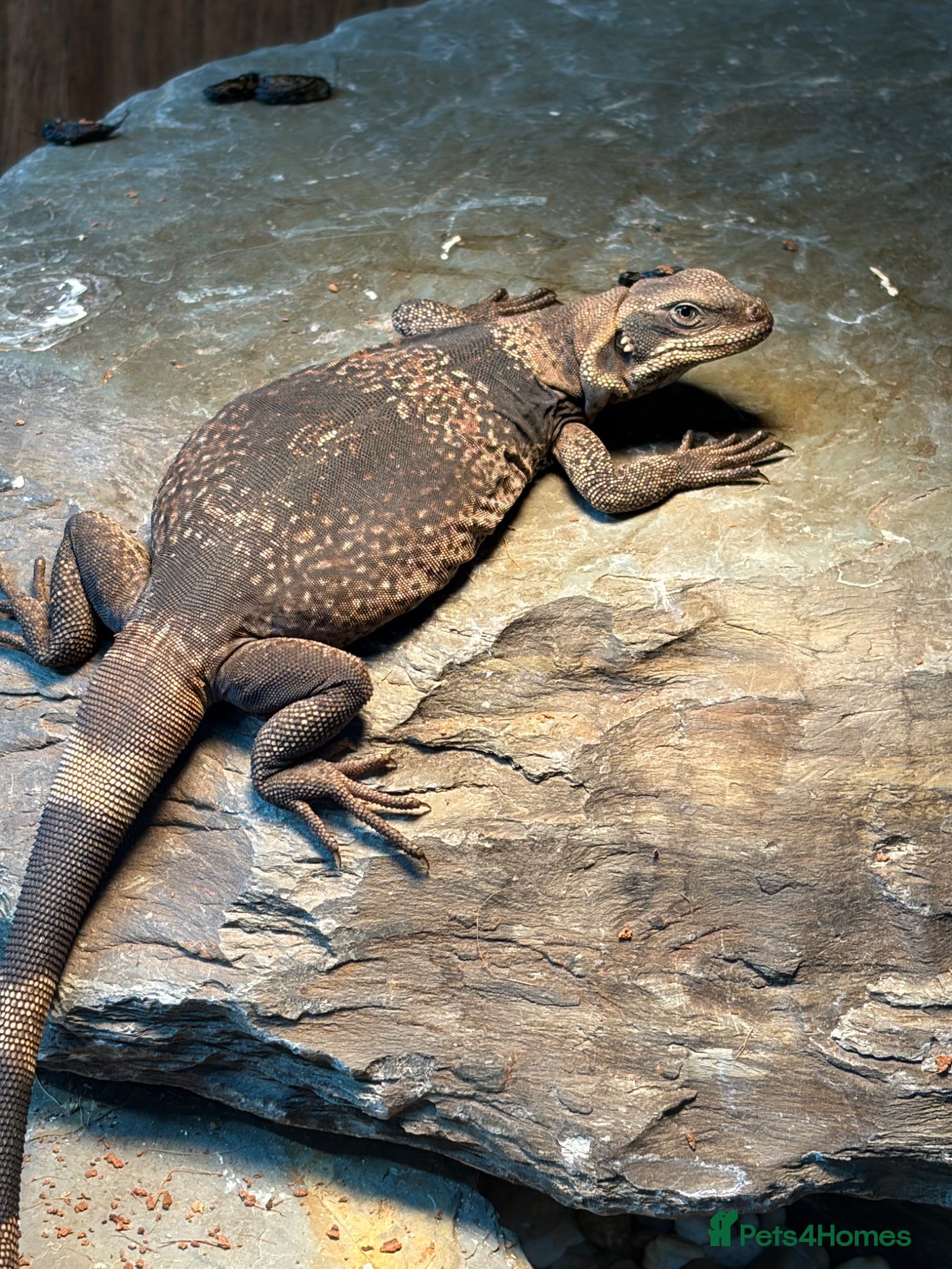Lizard reptiles Chuckwalla - Advert 1