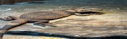 Lizard reptiles for sale: Chuckwalla in Bexhill-on-Sea - Advert 1