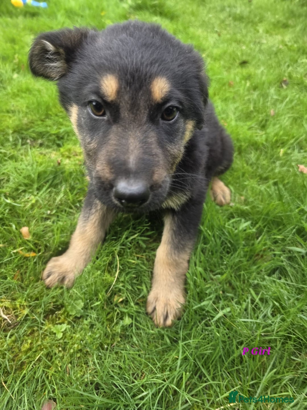 German Shepherd dogs for sale: Beautiful German shepherd puppies  - Image 15