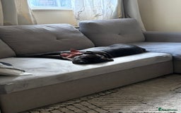 Staffordshire Bull Terrier dogs for sale: Kira  - Image 6