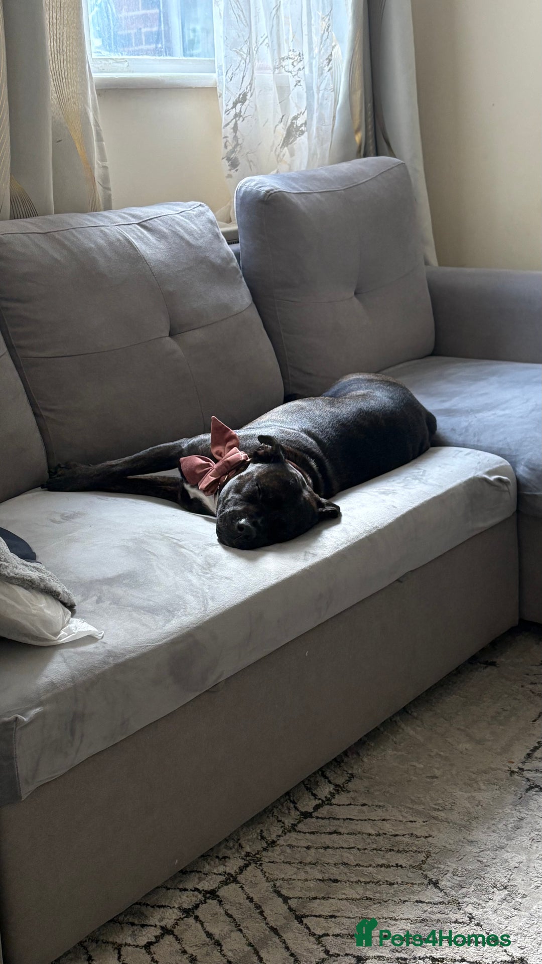 Staffordshire Bull Terrier dogs for sale: Kira  - Image 6